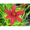Саженец лилейника гибридного Кримсон Пират (Crimson Pirate): фото и описание