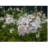 Саженец гортензии метельчатой Мега Минди (Mega Mindy): фото и описание