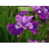 Саженцы ириса Леди Ванесса (Lady Vanessa) -  5 шт.: фото и описание