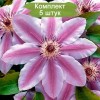 Саженцы клематиса Нелли Мозер (Nelly Moser) -  5 шт.: фото и описание