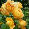 Саженцы парковой Розы Соломонс Голд - 5 шт.: фото и описание