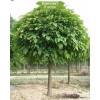 Саженцы шаровидной шелковицы (тутовник на штамбе) -  5 шт.: фото и описание