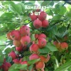 Яблоня Горноалтайское - 5 шт.: фото и описание