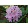 Саженец рододендронаа Хельсинки Юниверсити (Helsinki University) (розовый ): фото и описание