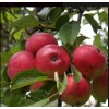 Яблоня Скала: фото и описание