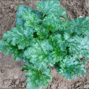 Гейхера Эппл Крисп