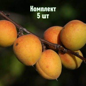 Комплект 5шт / Абрикос Восточно-Сибирский